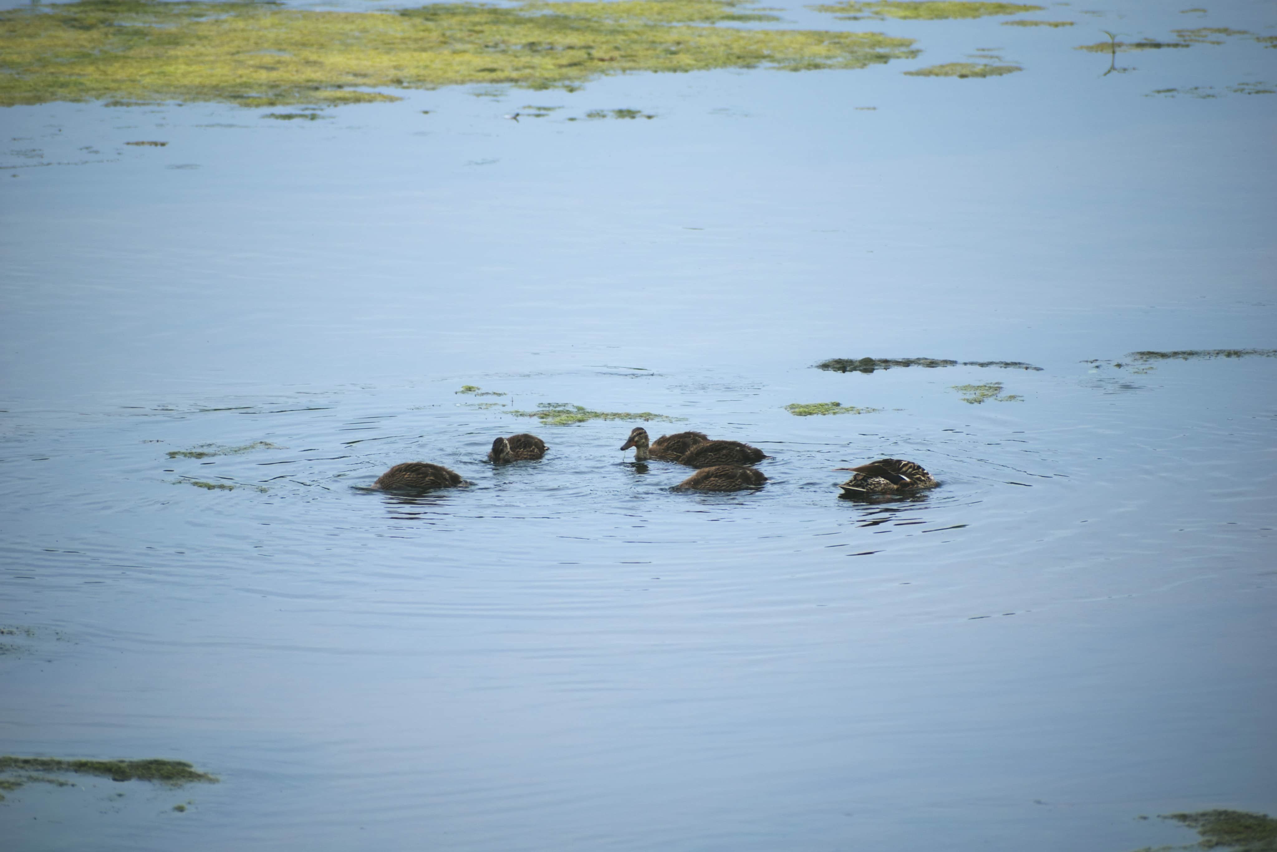 Ducks Peaceful