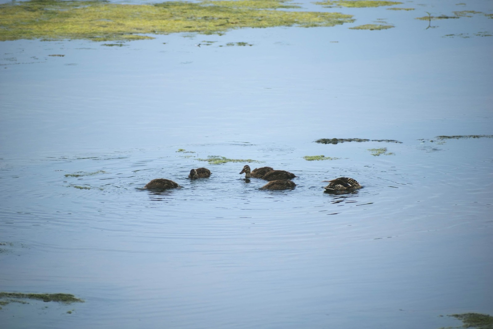 Ducks resting on still water