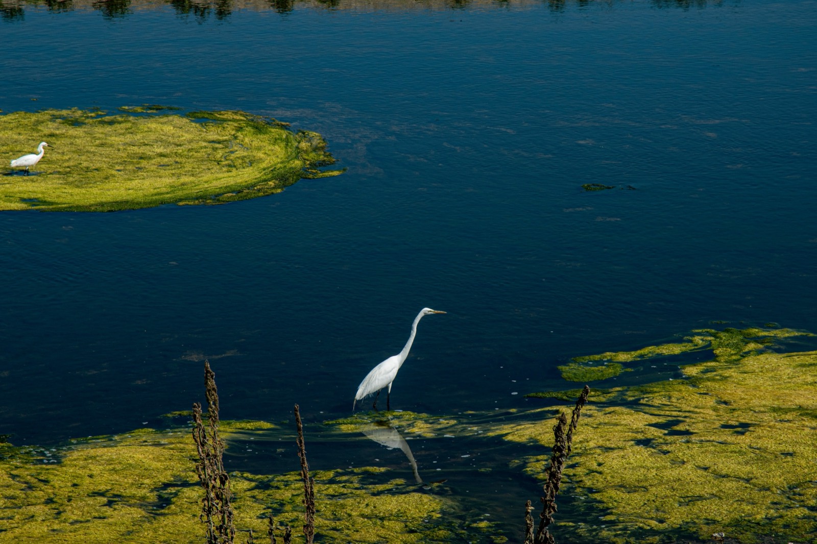 Great white egret standing in water