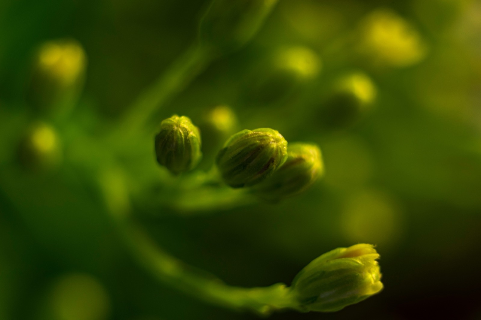 Macro shot of a flower against green foliage