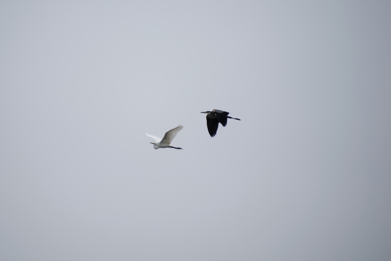 An egret and a heron in flight
